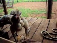 Homem é preso por zoofilia após abusar de galinhas no Paraná - Foto: Ilustrativa Reprodução internet
